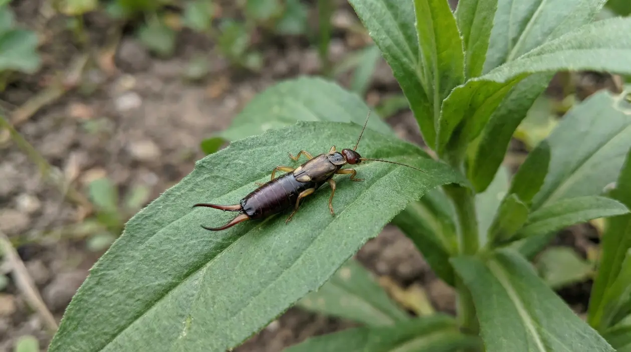 Insetto noto come forficula su una foglia verde in giardino
