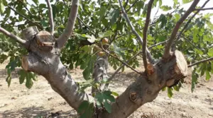 Ramo di fico recentemente potato con foglie verdi e alcuni frutti maturi