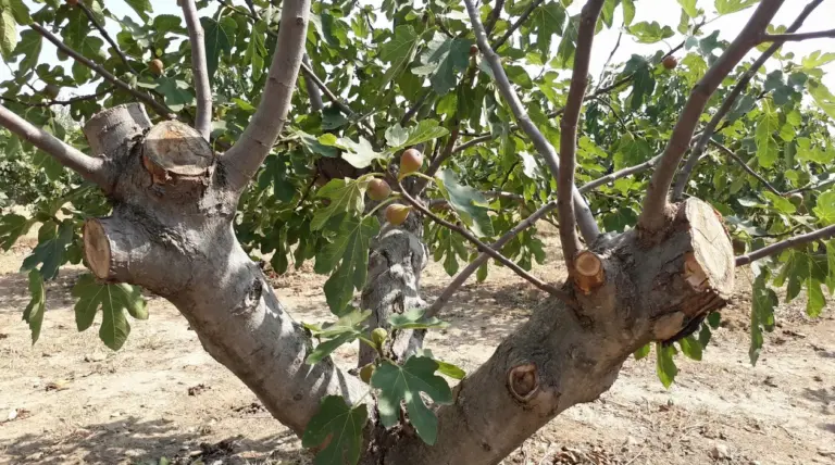 Ramo di fico recentemente potato con foglie verdi e alcuni frutti maturi